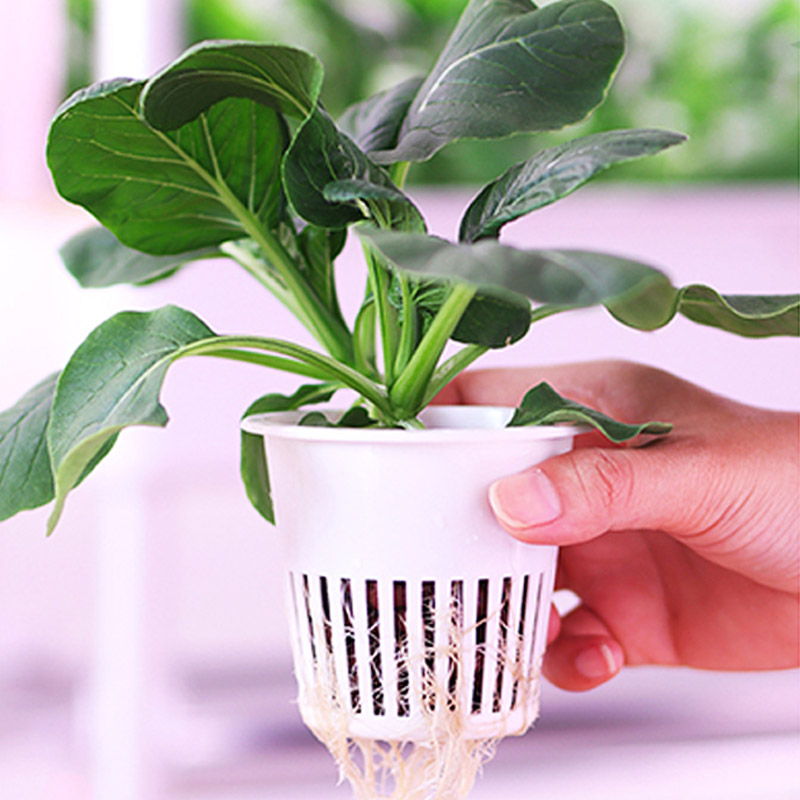 Sistema de plantación ydroponi - Home Automation System Diy reseña y precio